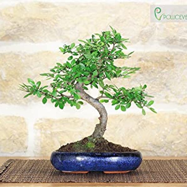 bonsai